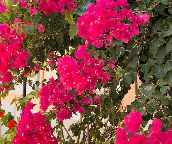 Apartment Aeolia Ermoupoli