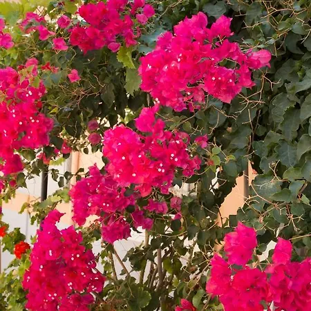 아파트 Aeolia 에르무폴리